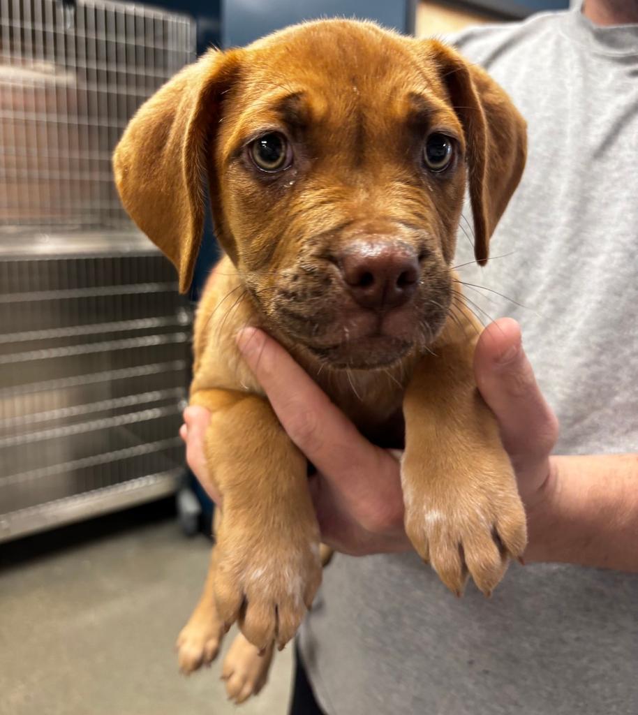 Cecilia, Adoptable, Puppy Female Boxer & Mixed Breed.