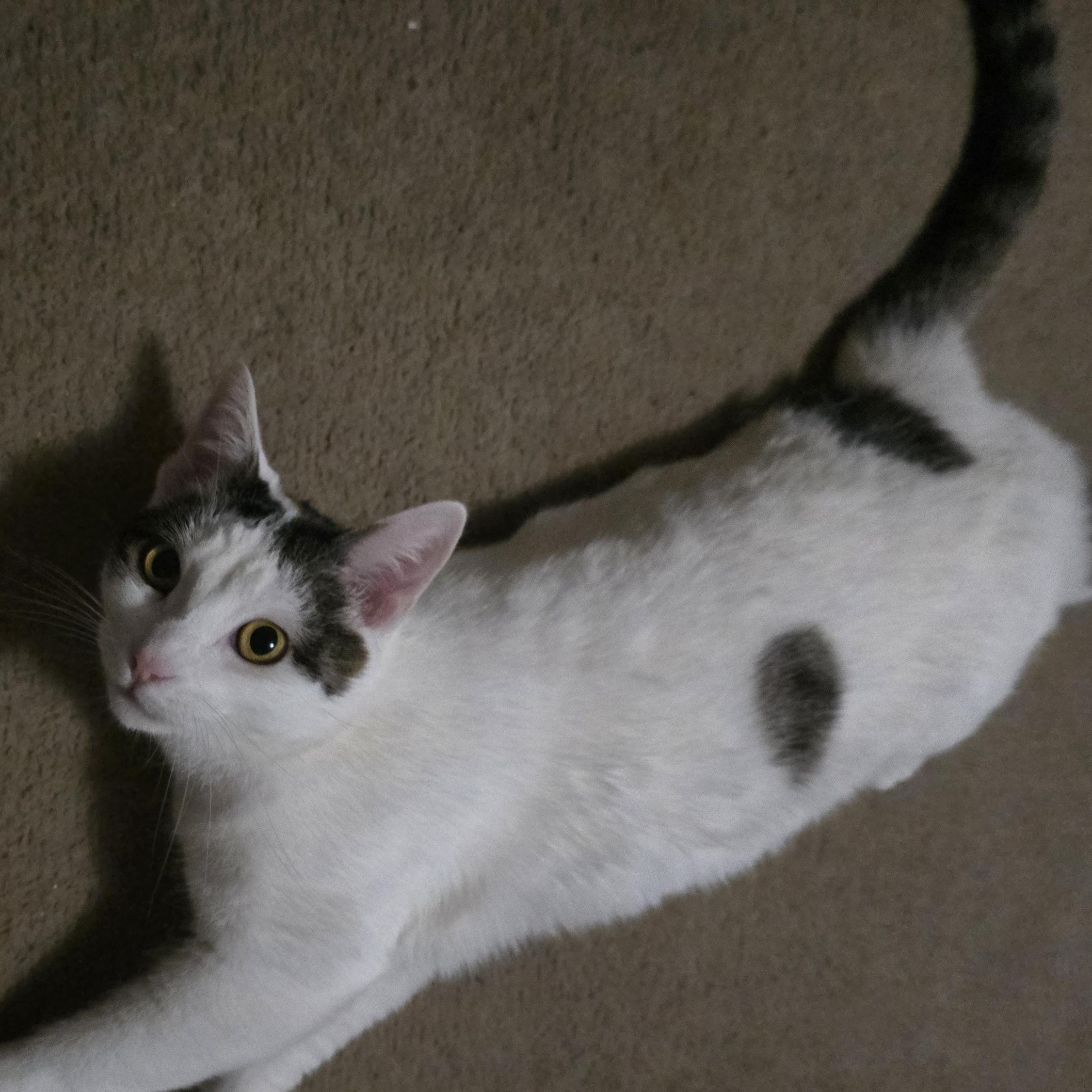 Luna - Bonded w/Invis