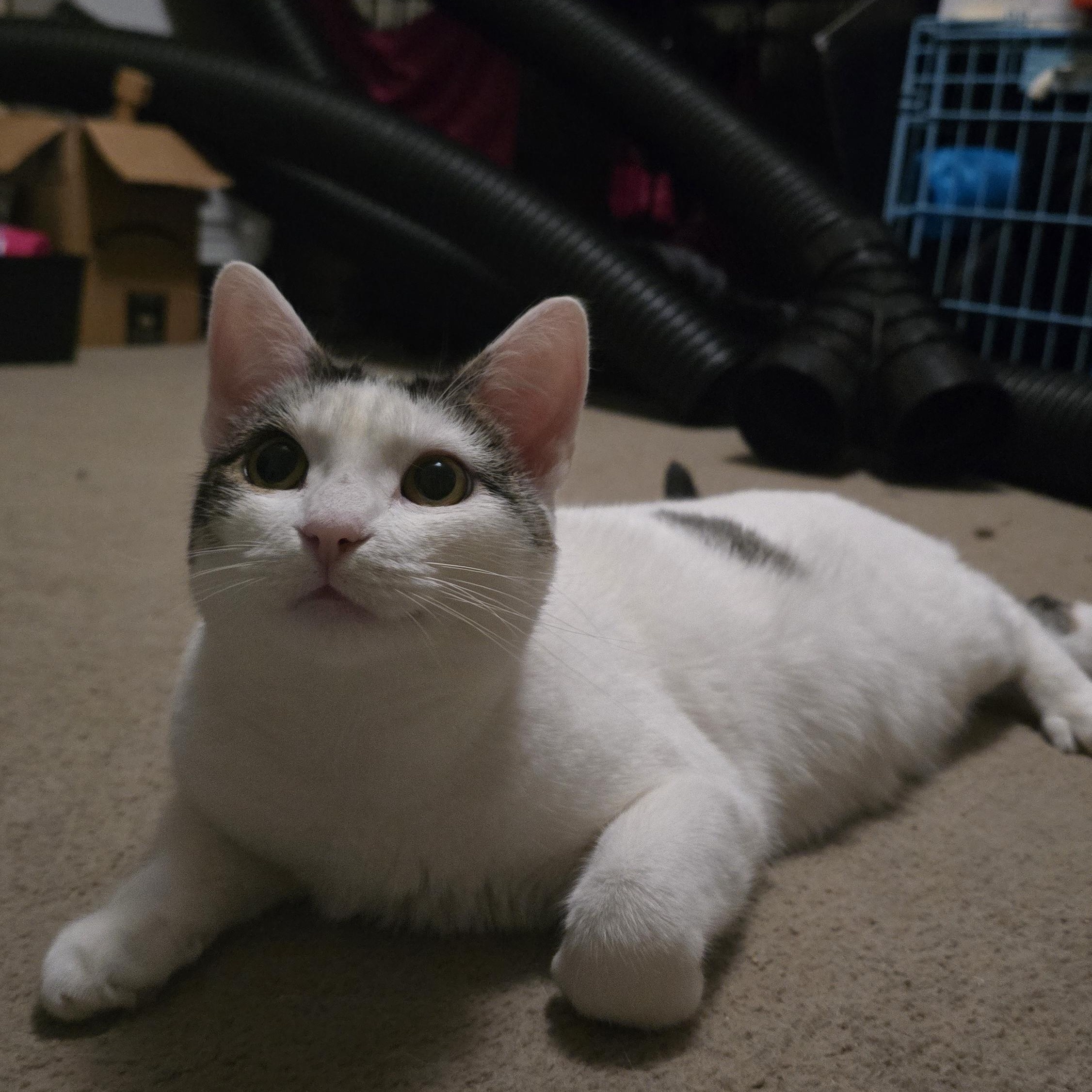 Enlarge Luna - Bonded w/Invis, a Adoptable Domestic Short Hair in Rockford, MI image 1/6