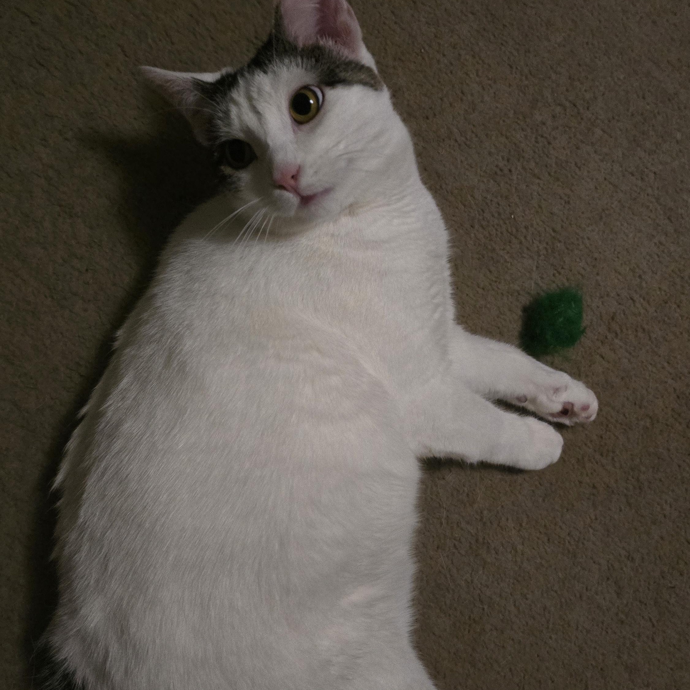 Enlarge Luna - Bonded w/Invis, a Adoptable Domestic Short Hair in Rockford, MI image 3/6