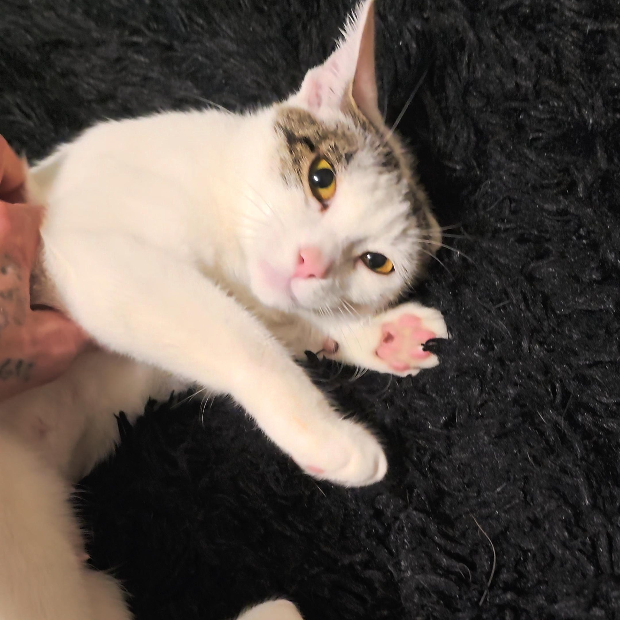 Enlarge Luna - Bonded w/Invis, a Adoptable Domestic Short Hair in Rockford, MI image 4/6