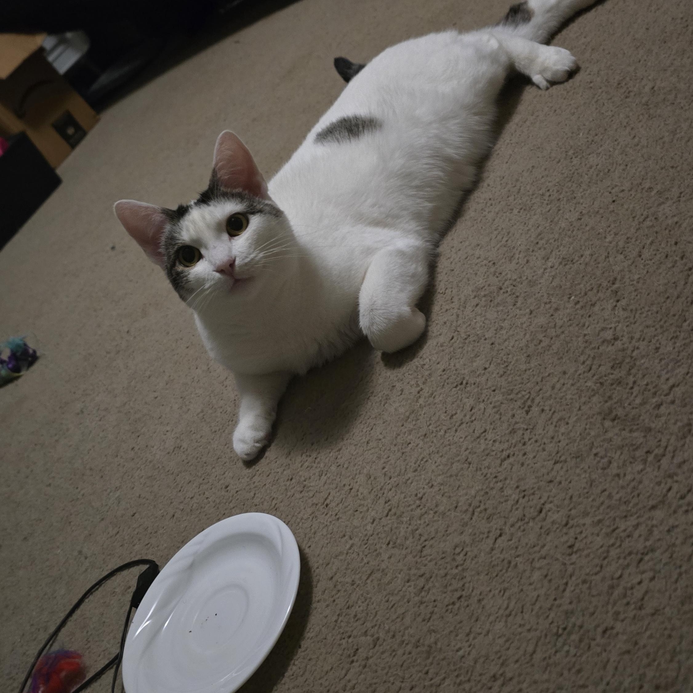 Luna - Bonded w/Invis