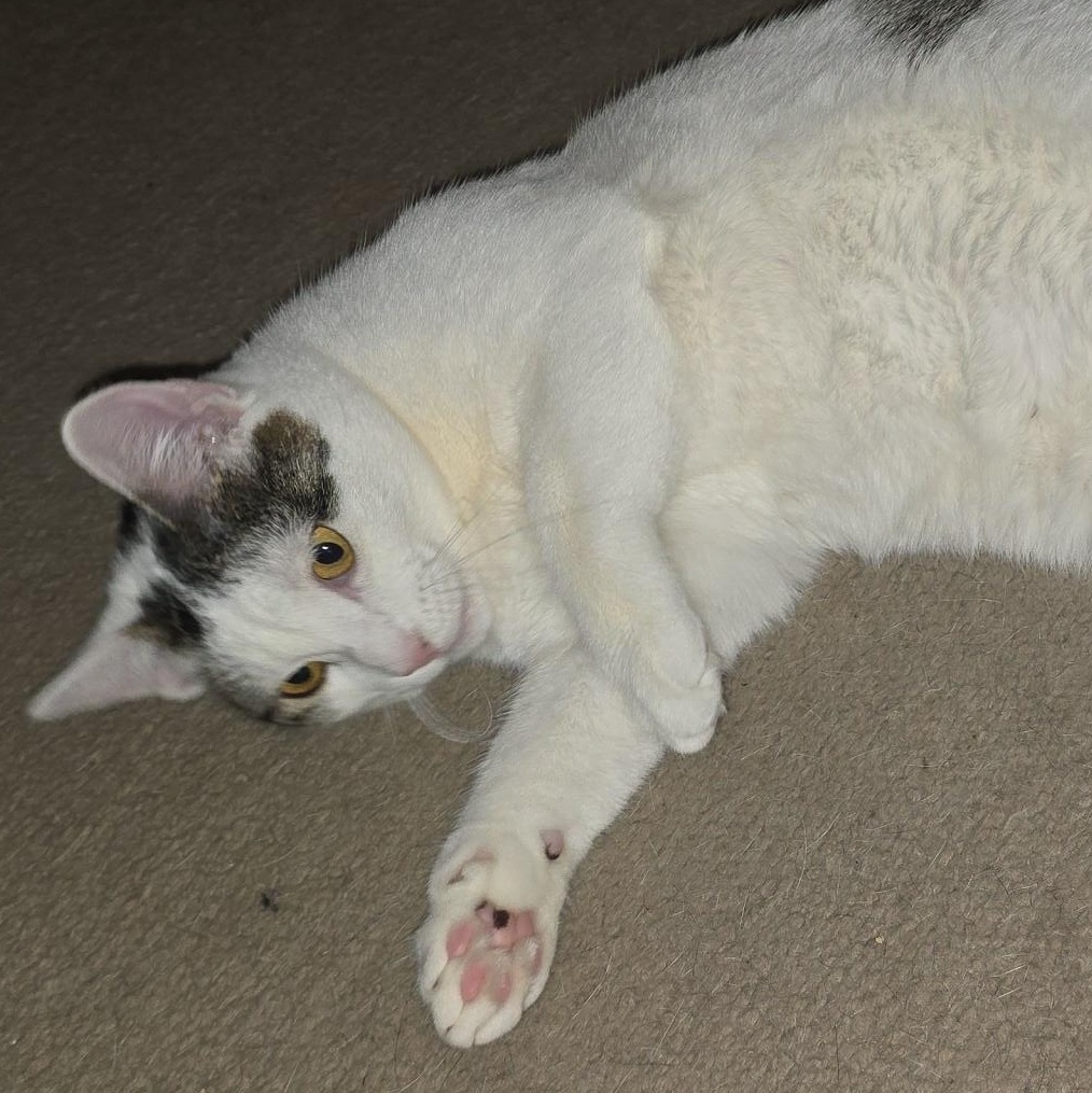 Enlarge Luna - Bonded w/Invis, a Adoptable Domestic Short Hair in Rockford, MI image 6/6