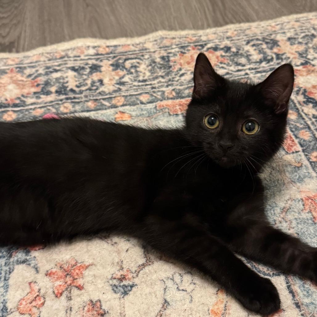 Susan(Suzie), Adoptable, Kitten Female Domestic Short Hair.