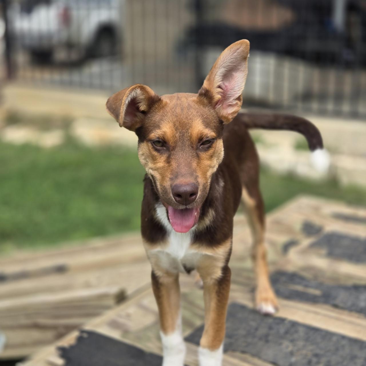 Echo, a Adoptable mixed breed in Mansfield, TX image 5/5
