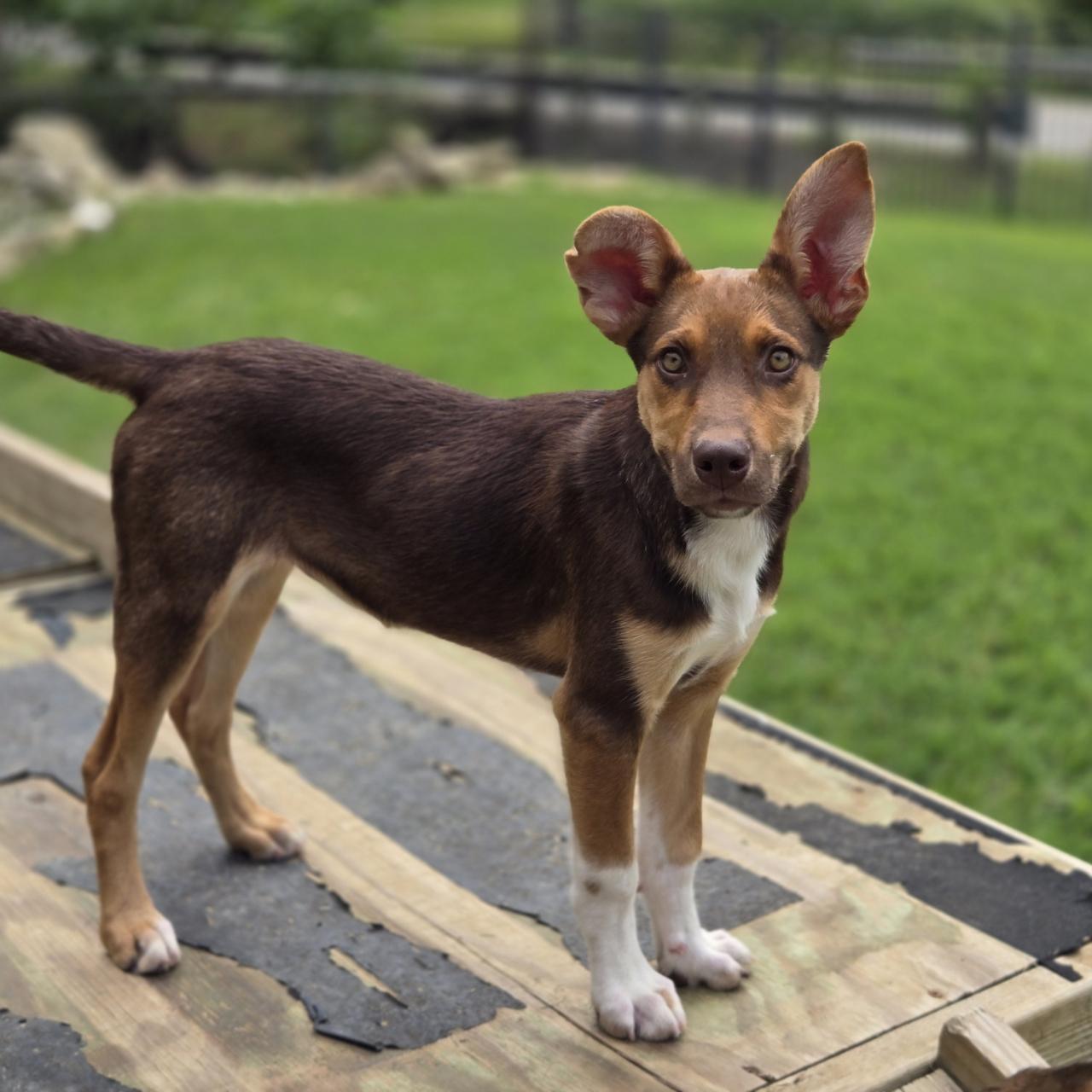 Echo, a Adoptable mixed breed in Mansfield, TX image 2/5