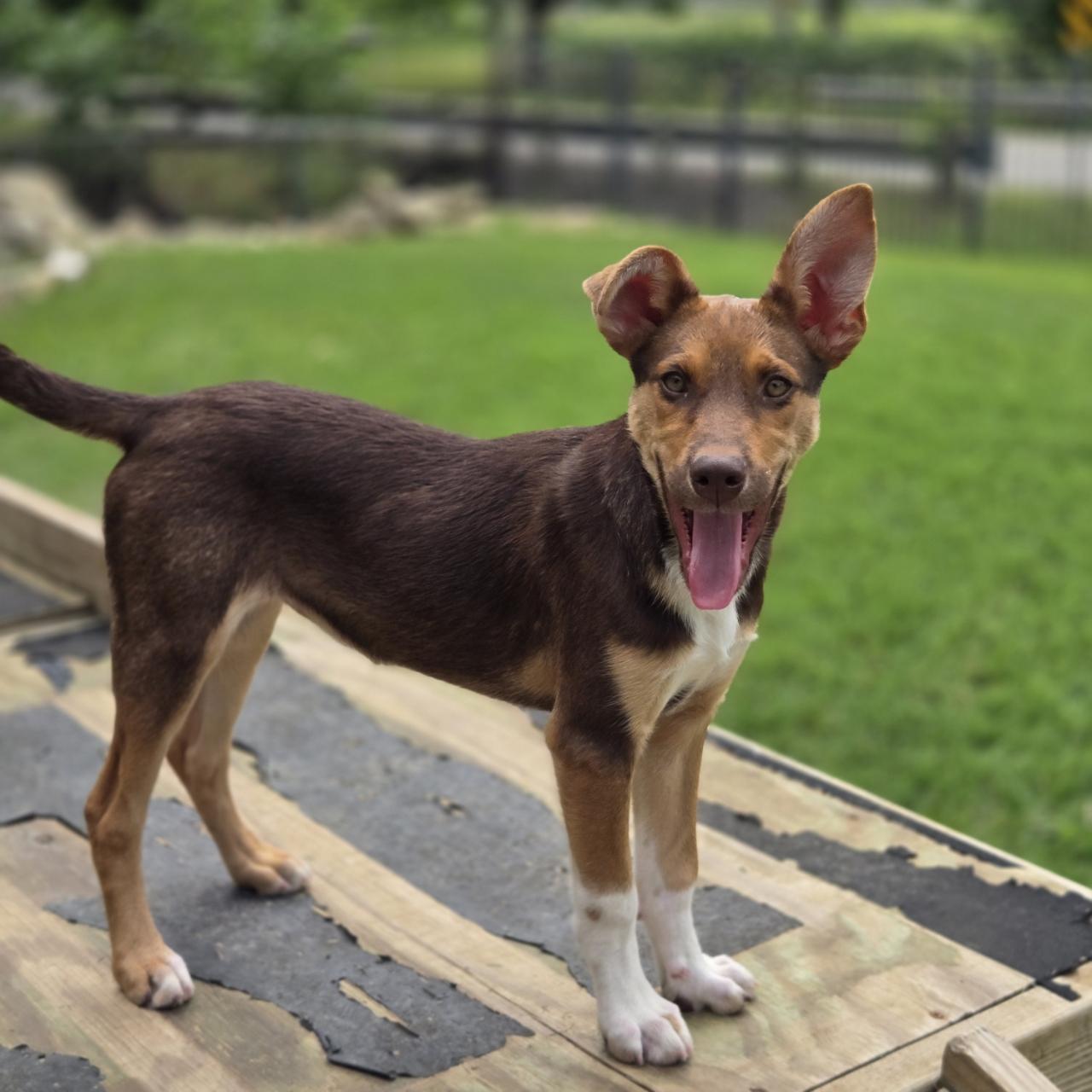 Echo, a Adoptable mixed breed in Mansfield, TX image 3/5