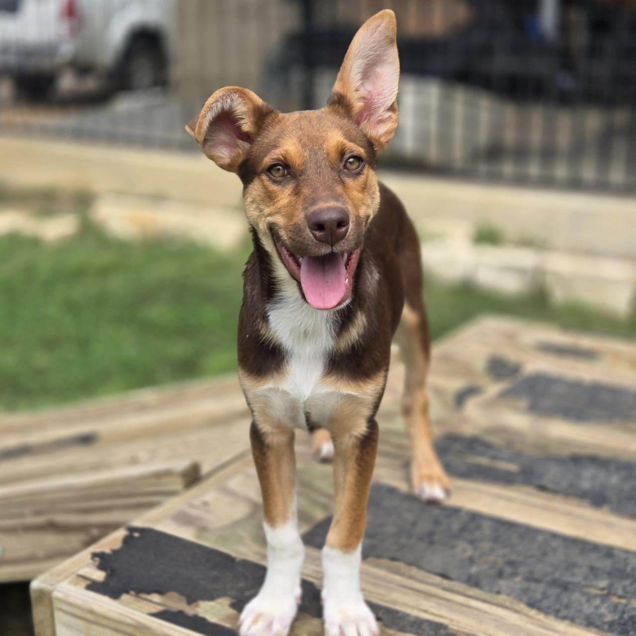 Echo, a Adoptable mixed breed in Mansfield, TX image 1/5