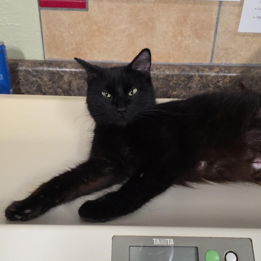 Guacamole, Adoptable, Young Female Domestic Medium Hair.