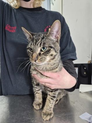 Enlarge Holidaysam, a Adoptable mixed breed in Simcoe, ON image 1/3