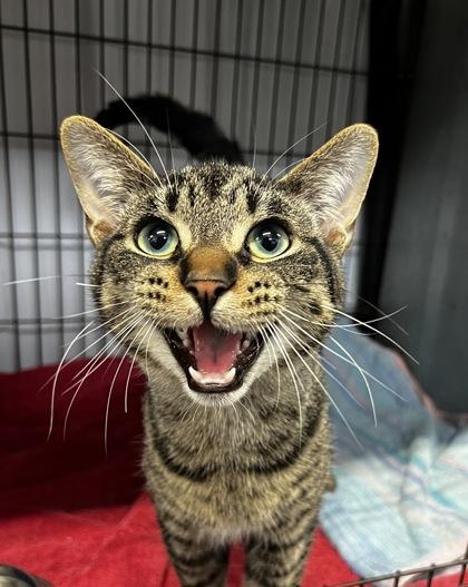 Enlarge Holidaysam, a Adoptable mixed breed in Simcoe, ON image 2/3