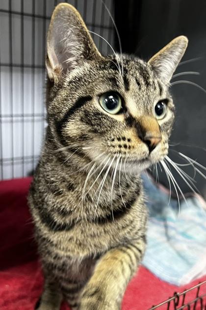 Enlarge Holidaysam, a Adoptable mixed breed in Simcoe, ON image 3/3