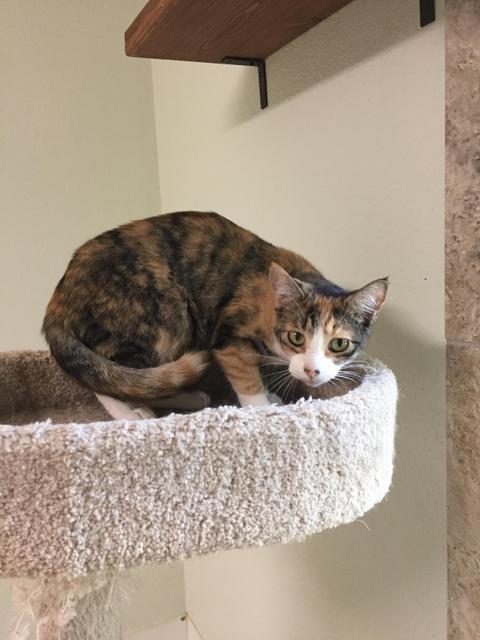 Enlarge Scaredy, a Adoptable mixed breed in Hot Springs, AR image 1/2