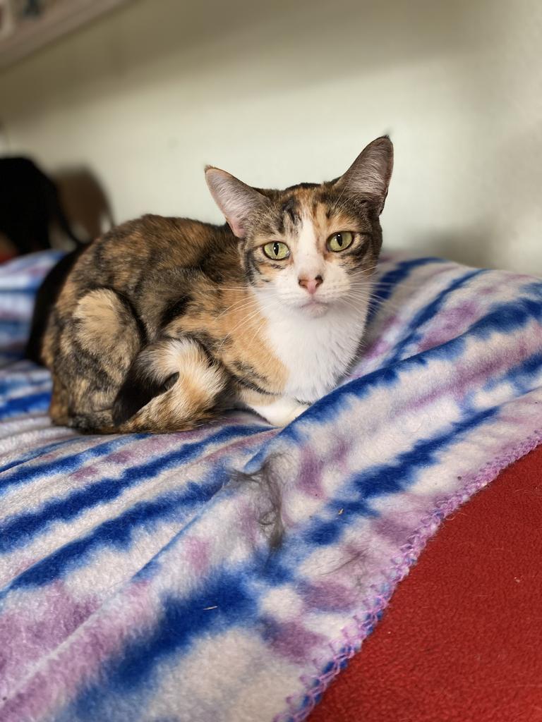 Scaredy, Adoptable, Senior Female Domestic Short Hair.