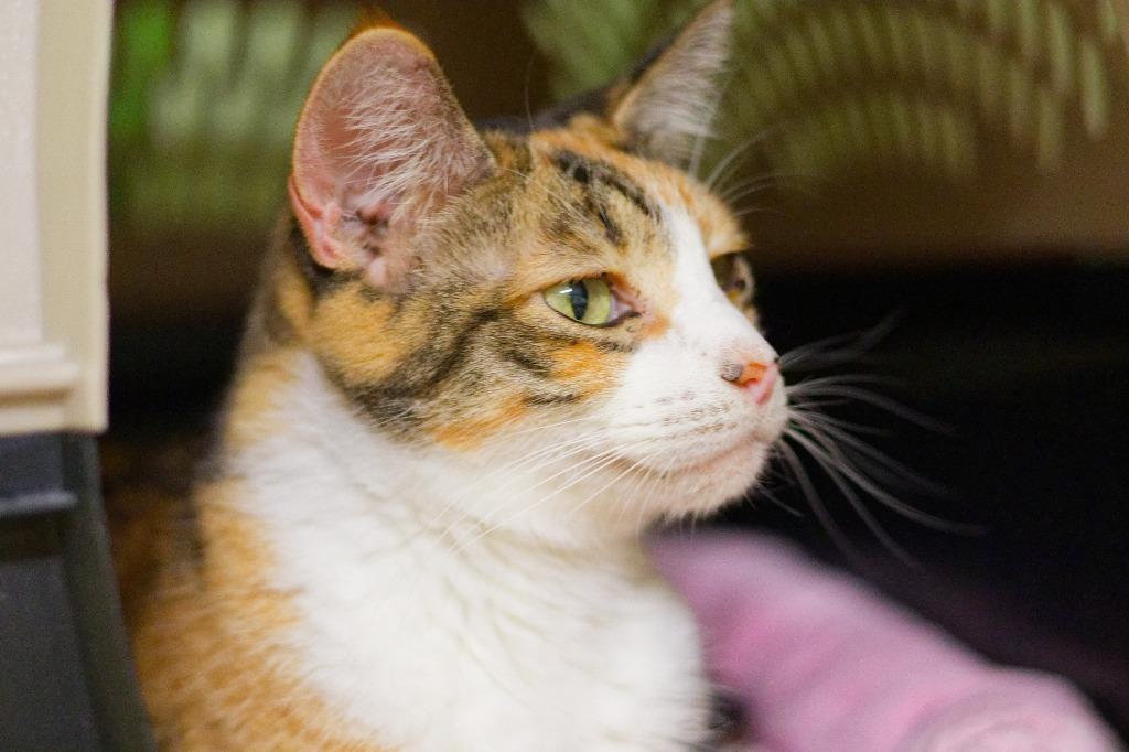 Enlarge Scaredy, a Adoptable mixed breed in Hot Springs, AR image 3/3