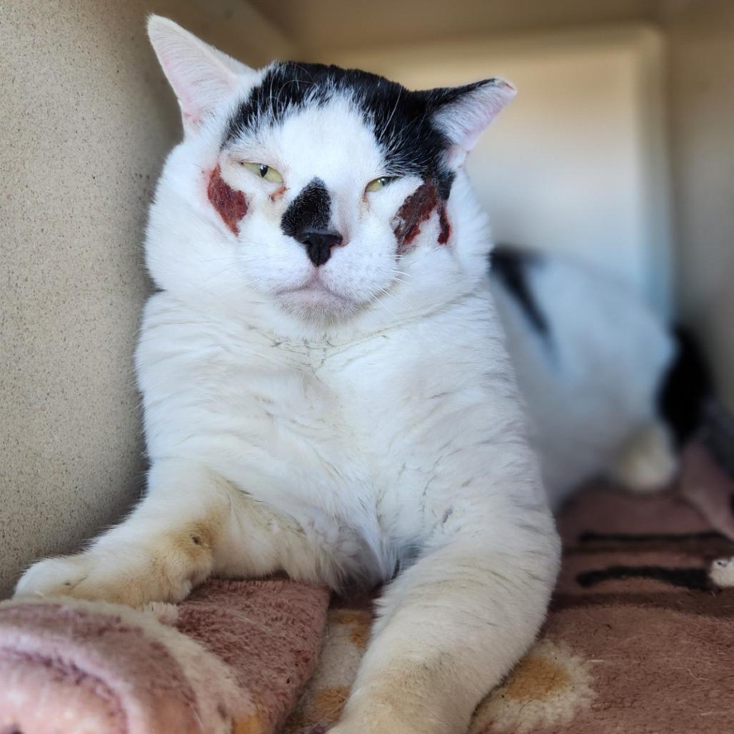 Enlarge Oogie Boogie, a Adoptable Domestic Short Hair in Reno, NV image 1/4