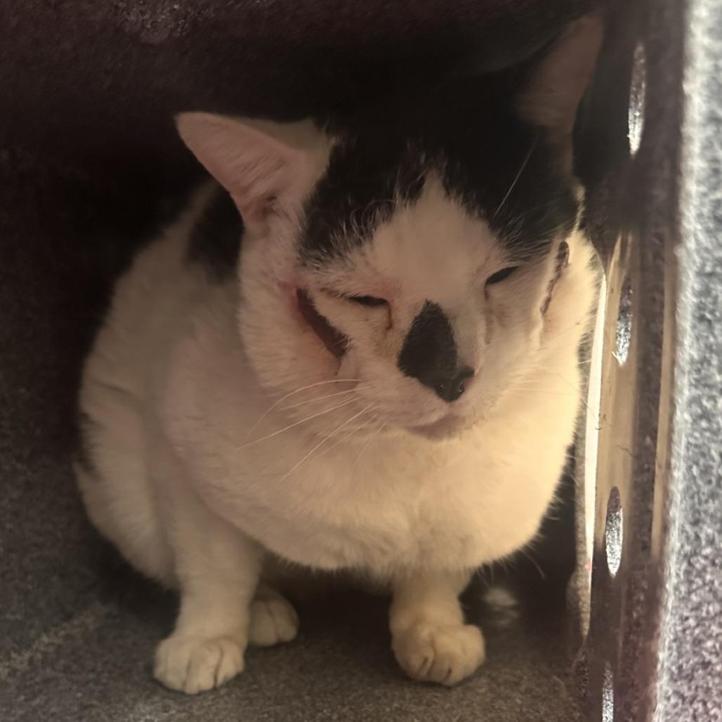 Enlarge Oogie Boogie, a Adoptable Domestic Short Hair in Reno, NV image 2/4