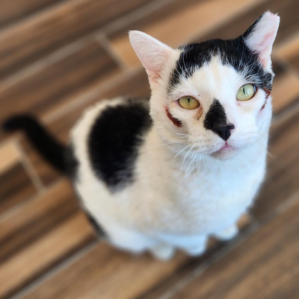 Enlarge Oogie Boogie, a Adoptable Domestic Short Hair in Reno, NV image 3/4