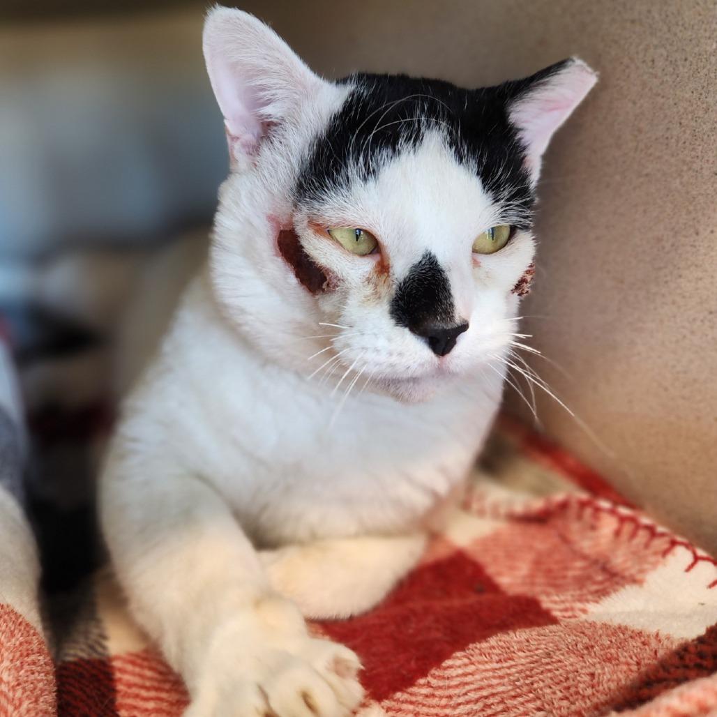 Enlarge Oogie Boogie, a Adoptable Domestic Short Hair in Reno, NV image 4/4