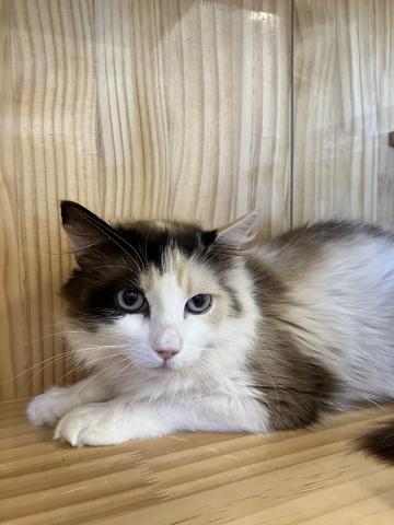 Callie, an adoptable Ragdoll in Torrey, UT, 84775 | Photo Image 2