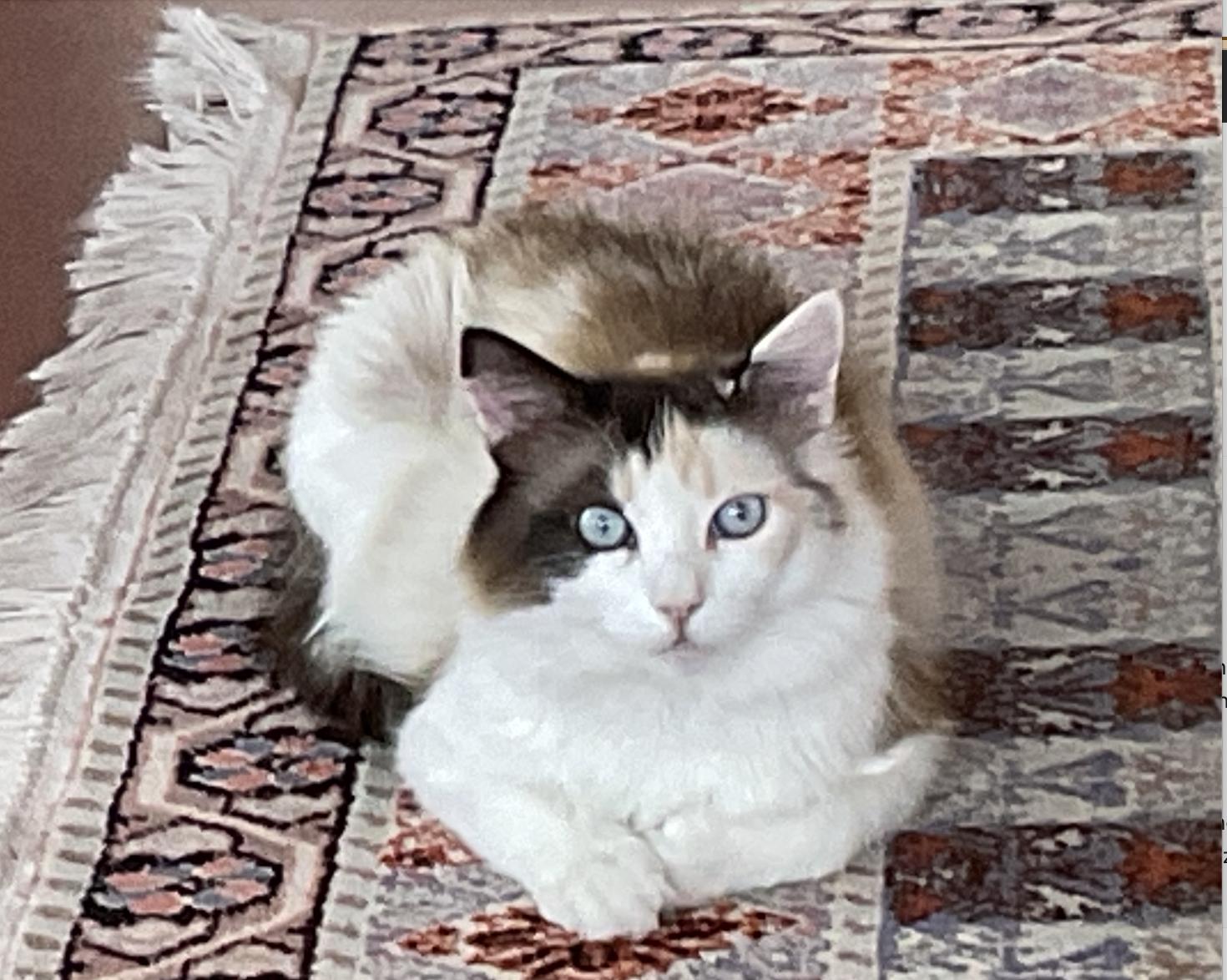 Callie, an adoptable Ragdoll in Torrey, UT, 84775 | Photo Image 1