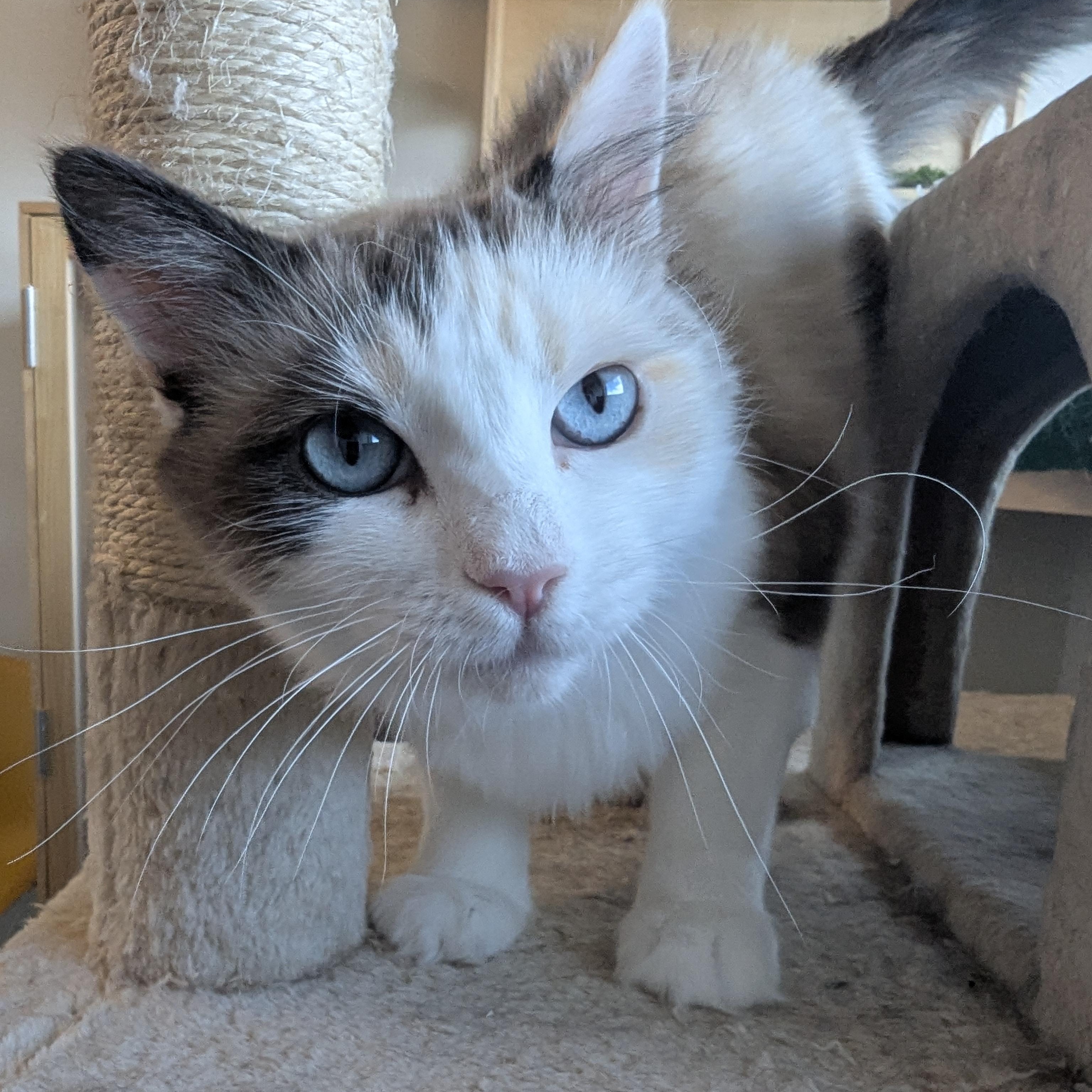 Callie, an adoptable Ragdoll in Torrey, UT, 84775 | Photo Image 1