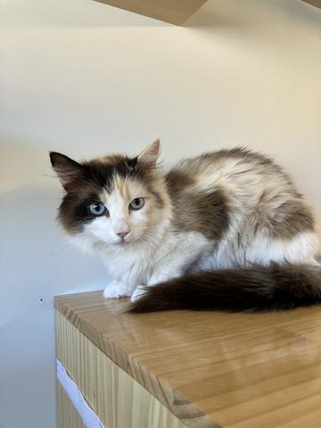 Callie, an adoptable Ragdoll in Torrey, UT, 84775 | Photo Image 3