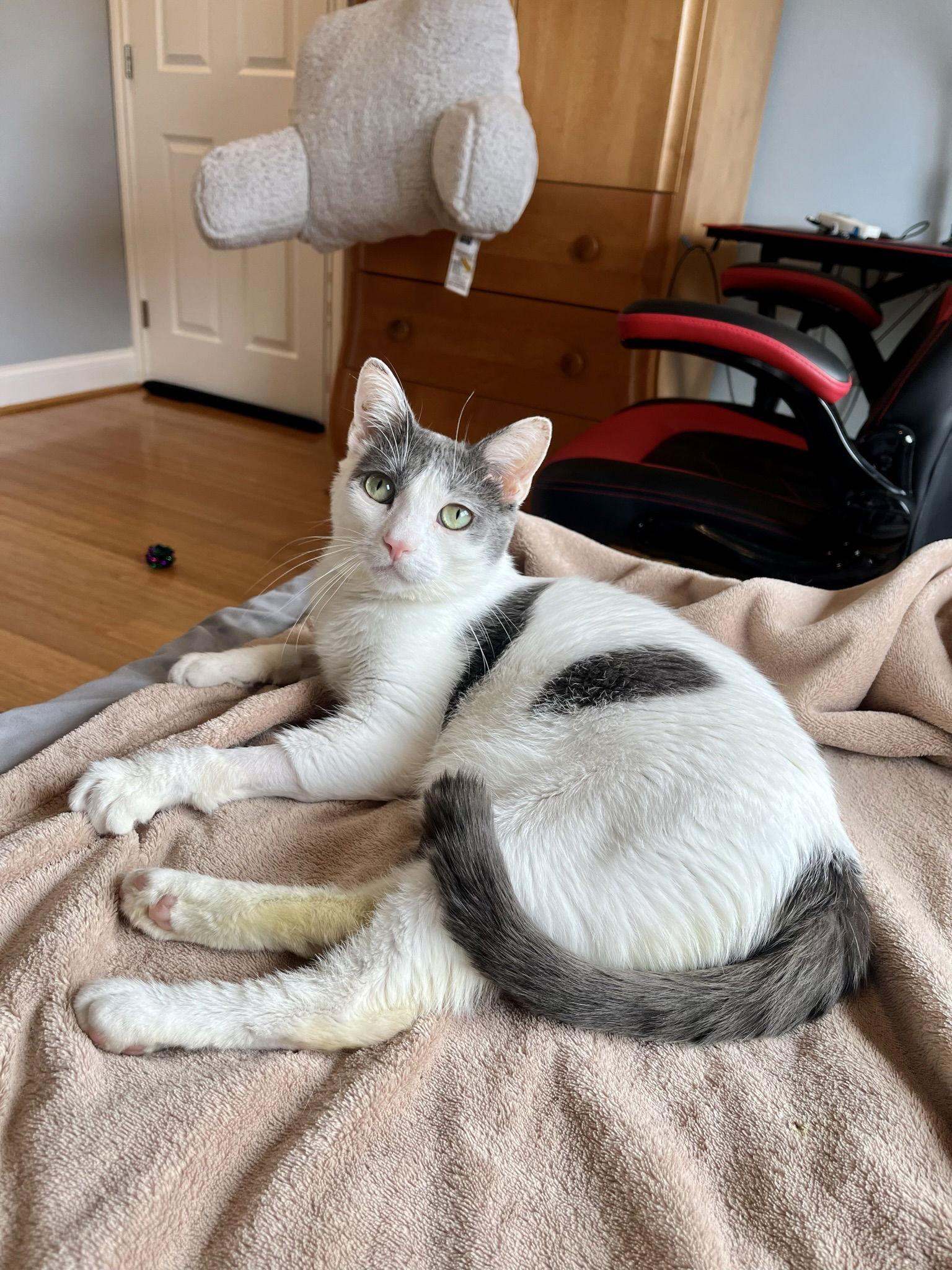 Clover, a Adoptable Domestic Short Hair in Long Beach, CA image 1/3