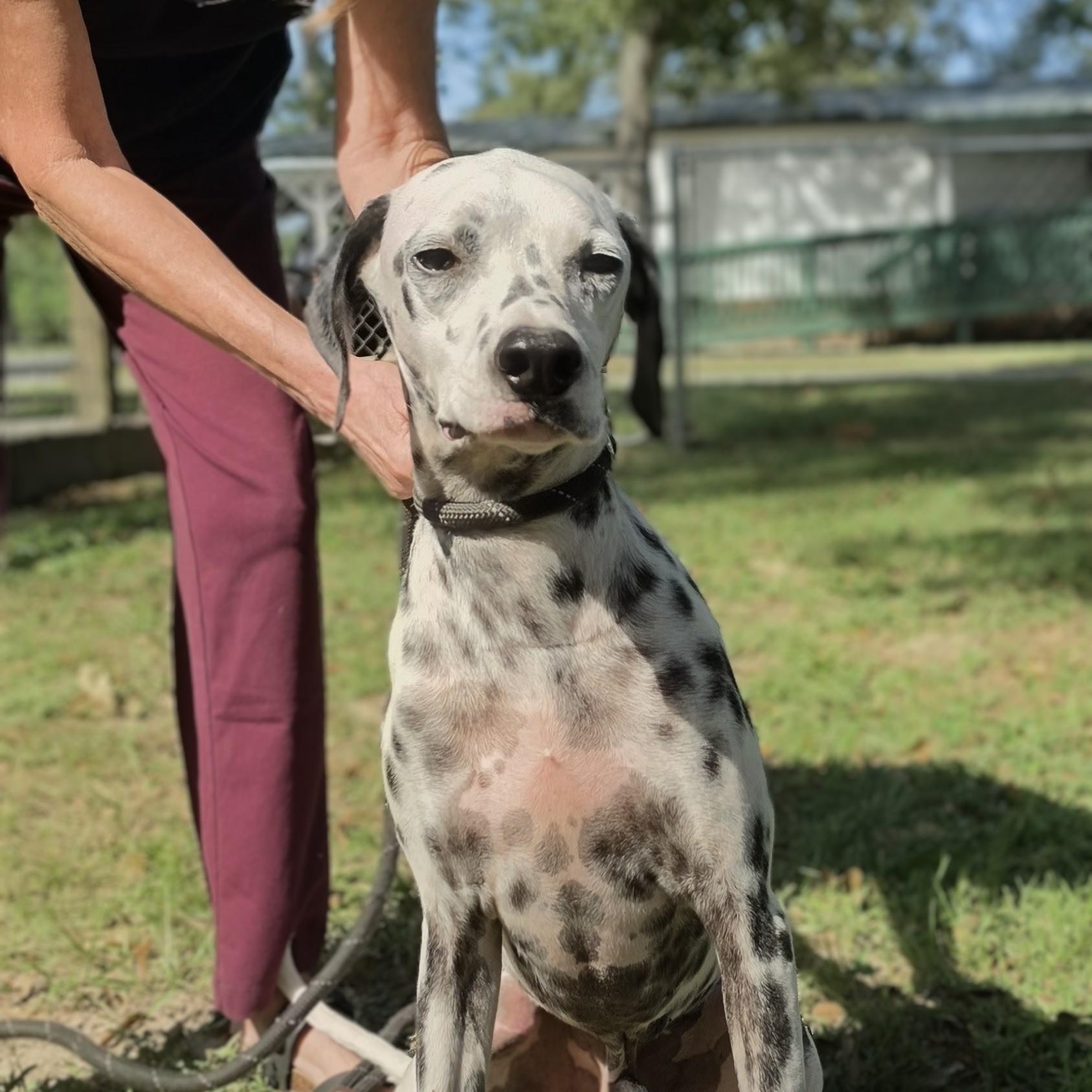 Enlarge Blaze, a Adoptable Dalmatian in King of Prussia, PA image 5/6