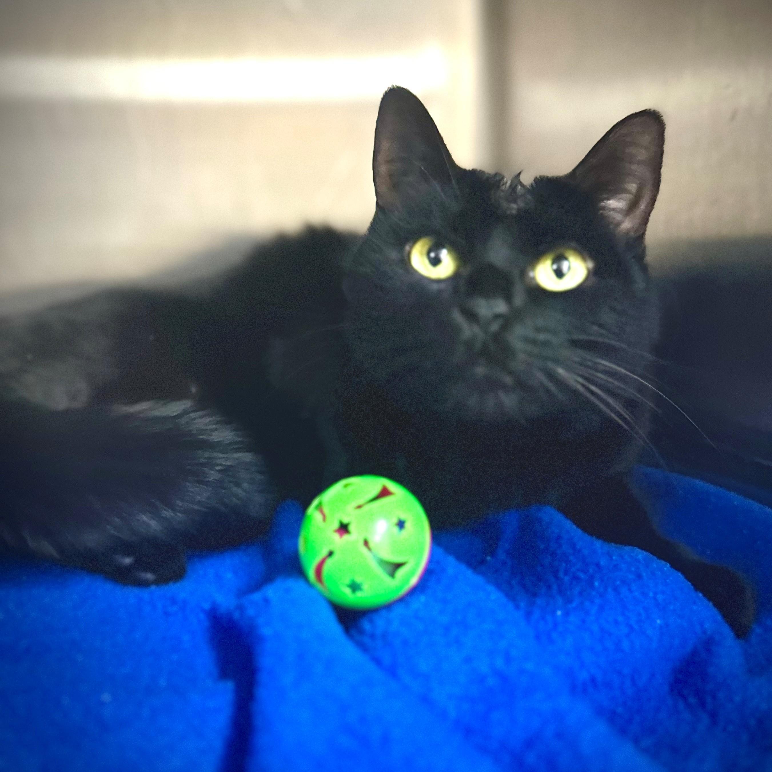 Lucille- #50435, a ADOPTABLE Domestic Short Hair in Columbia, MD image 1/4