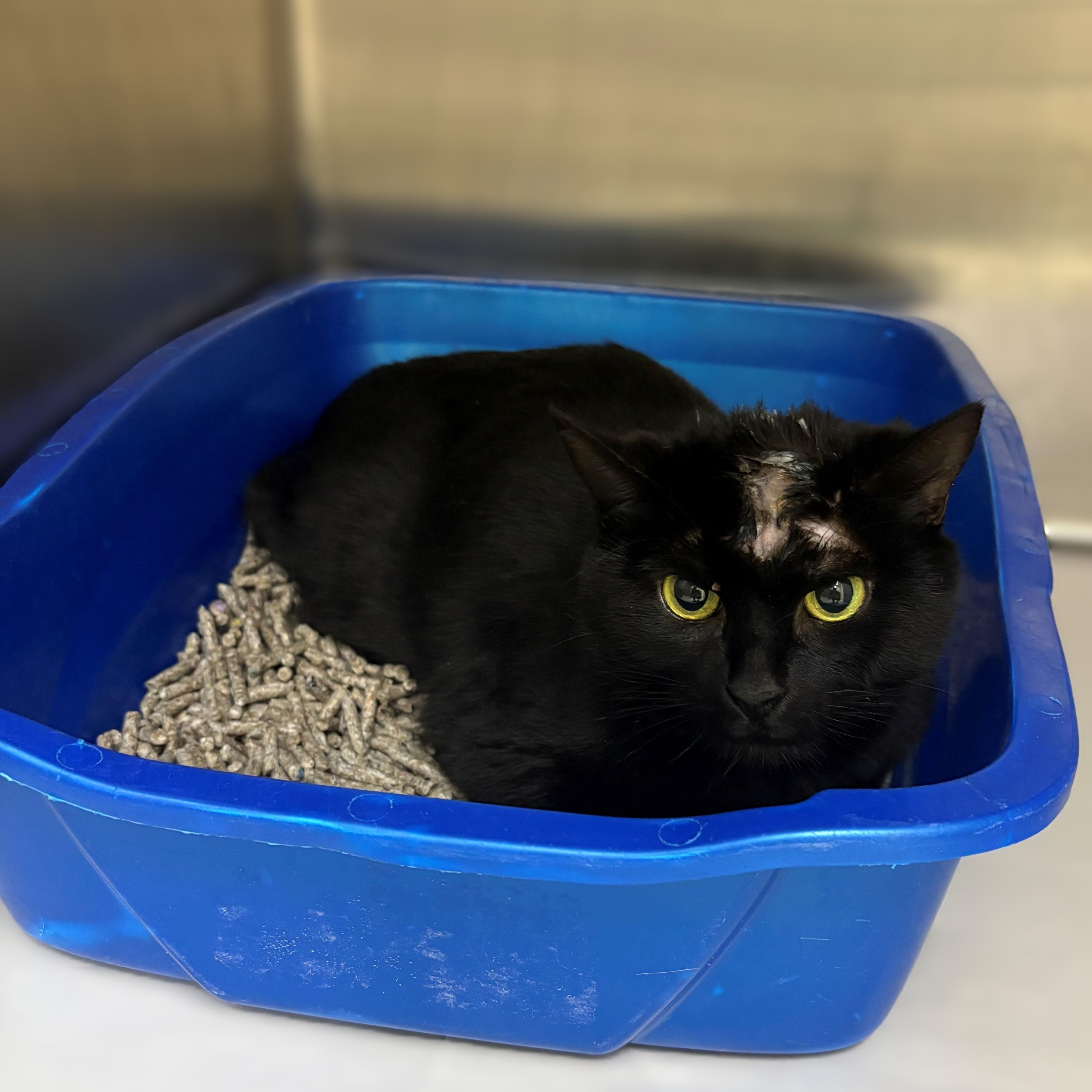 Lucille- #50435, a ADOPTABLE Domestic Short Hair in Columbia, MD image 3/4