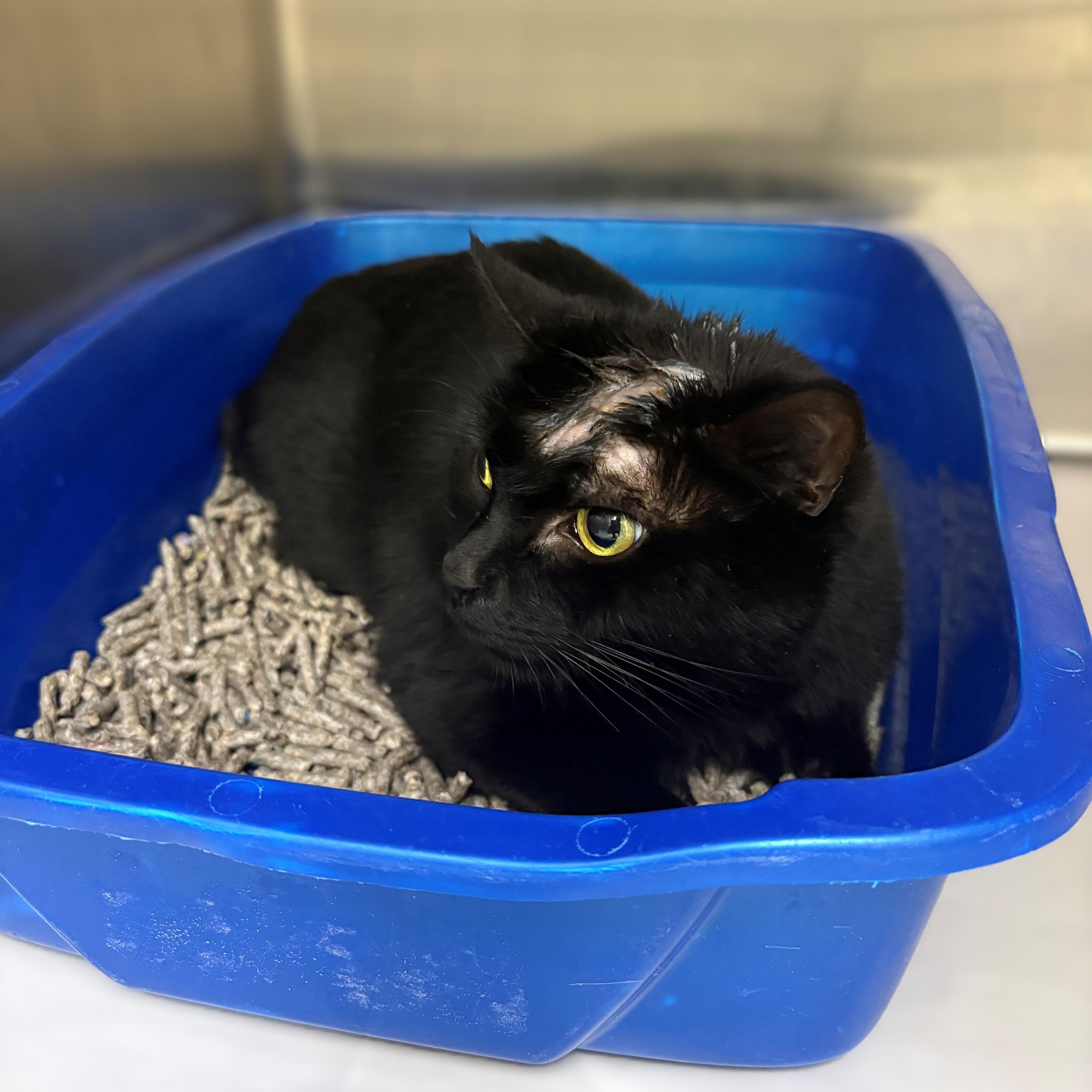 Lucille- #50435, a ADOPTABLE Domestic Short Hair in Columbia, MD image 4/4