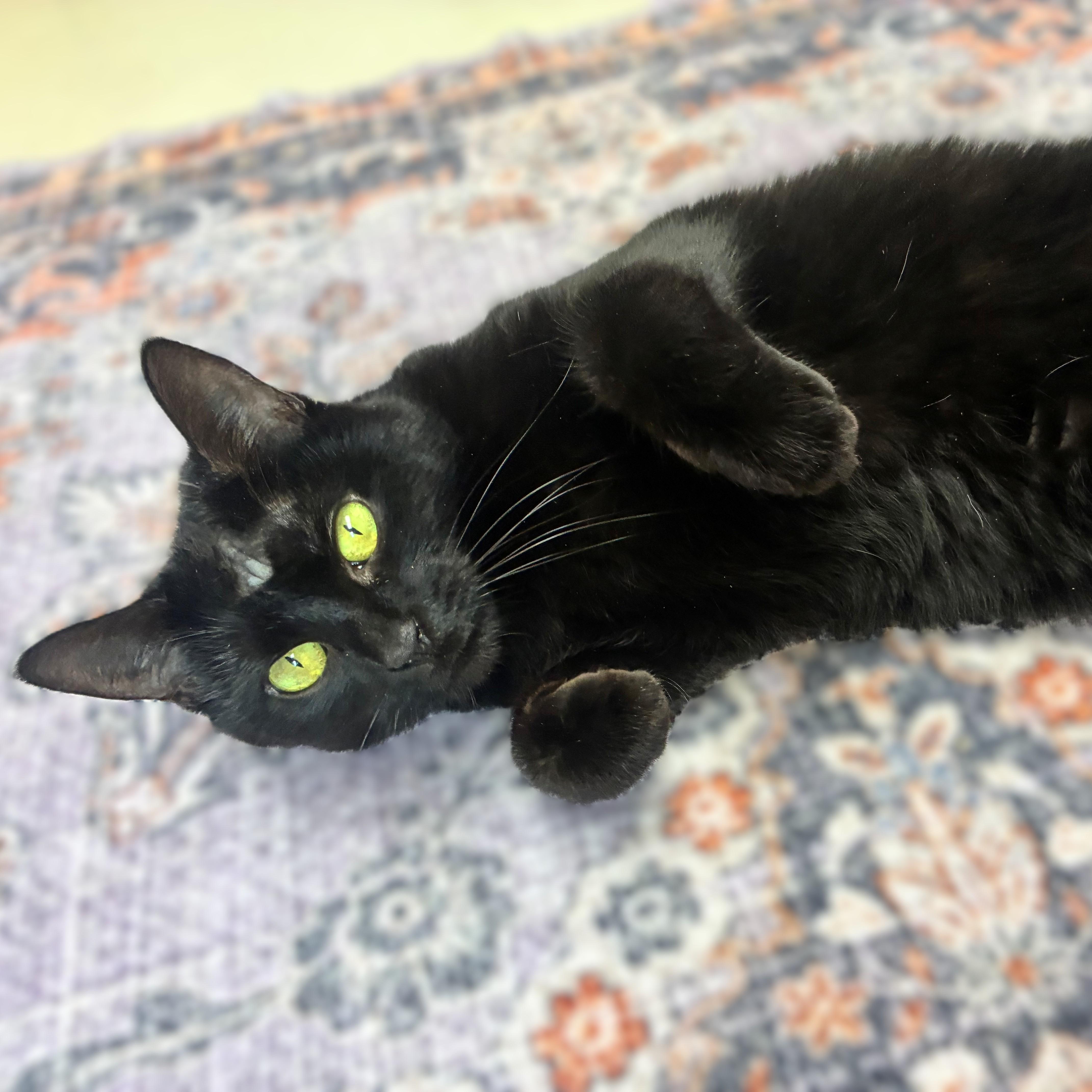 Lucille- #50435, ADOPTABLE, Senior Female Domestic Short Hair.