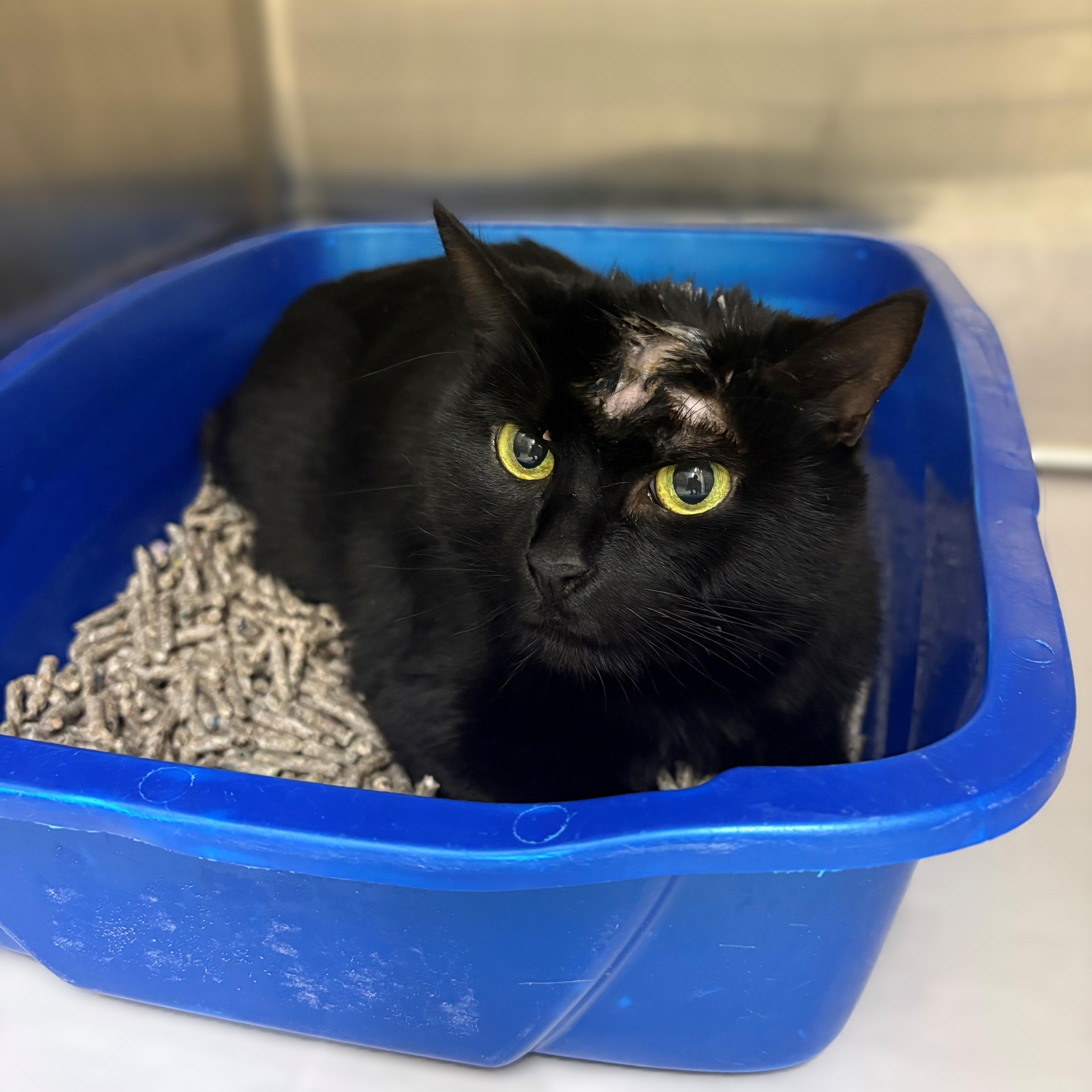 Lucille- #50435, a ADOPTABLE Domestic Short Hair in Columbia, MD image 2/4