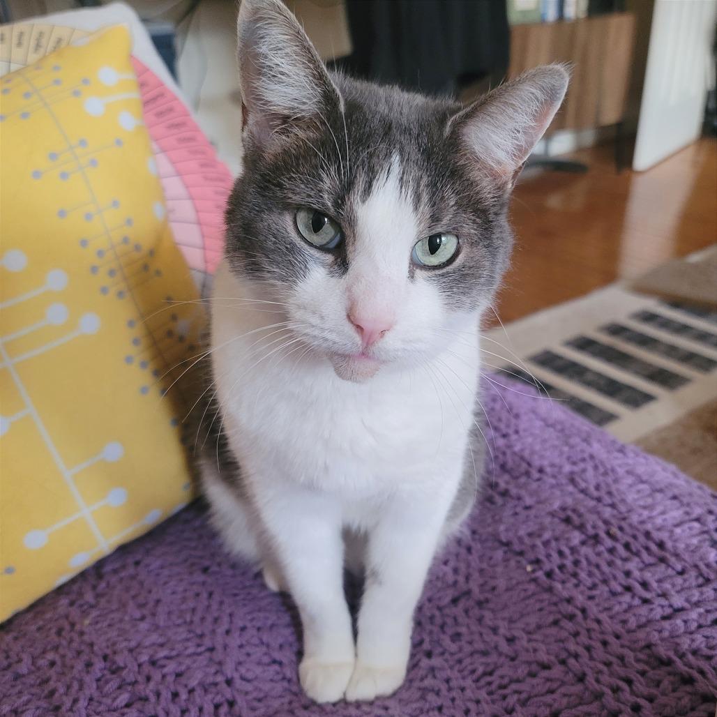 Stephanie (16565), Adoptable, Adult Female Domestic Short Hair.