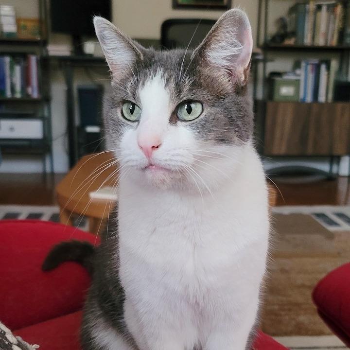 Enlarge Stephanie (16565), a Adoptable Domestic Short Hair in Washington, DC image 2/6