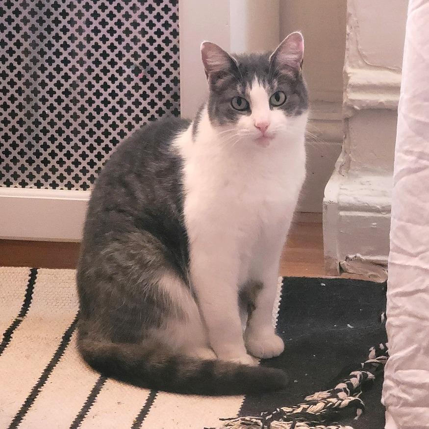 Enlarge Stephanie (16565), a Adoptable Domestic Short Hair in Washington, DC image 3/6