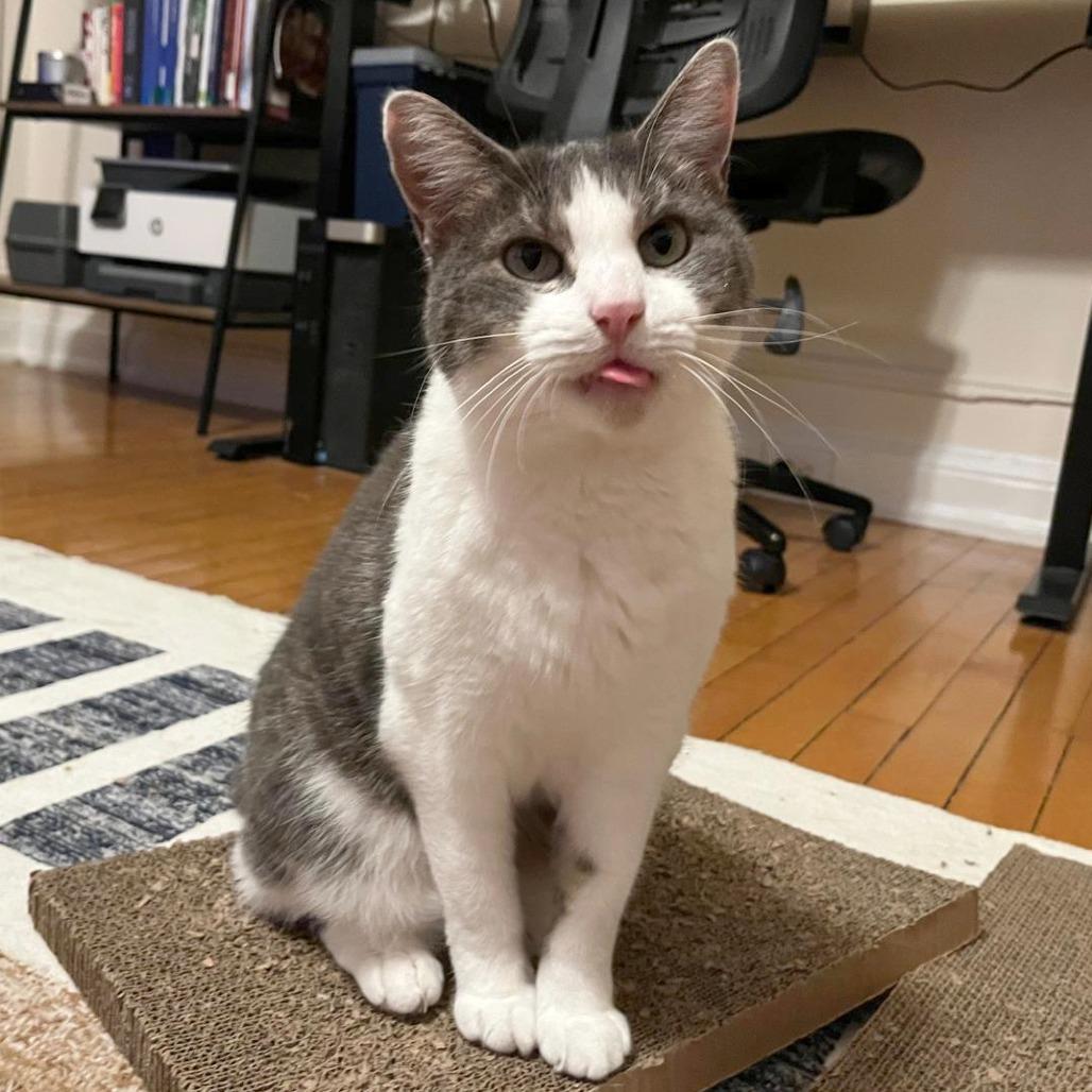 Enlarge Stephanie (16565), a Adoptable Domestic Short Hair in Washington, DC image 4/6