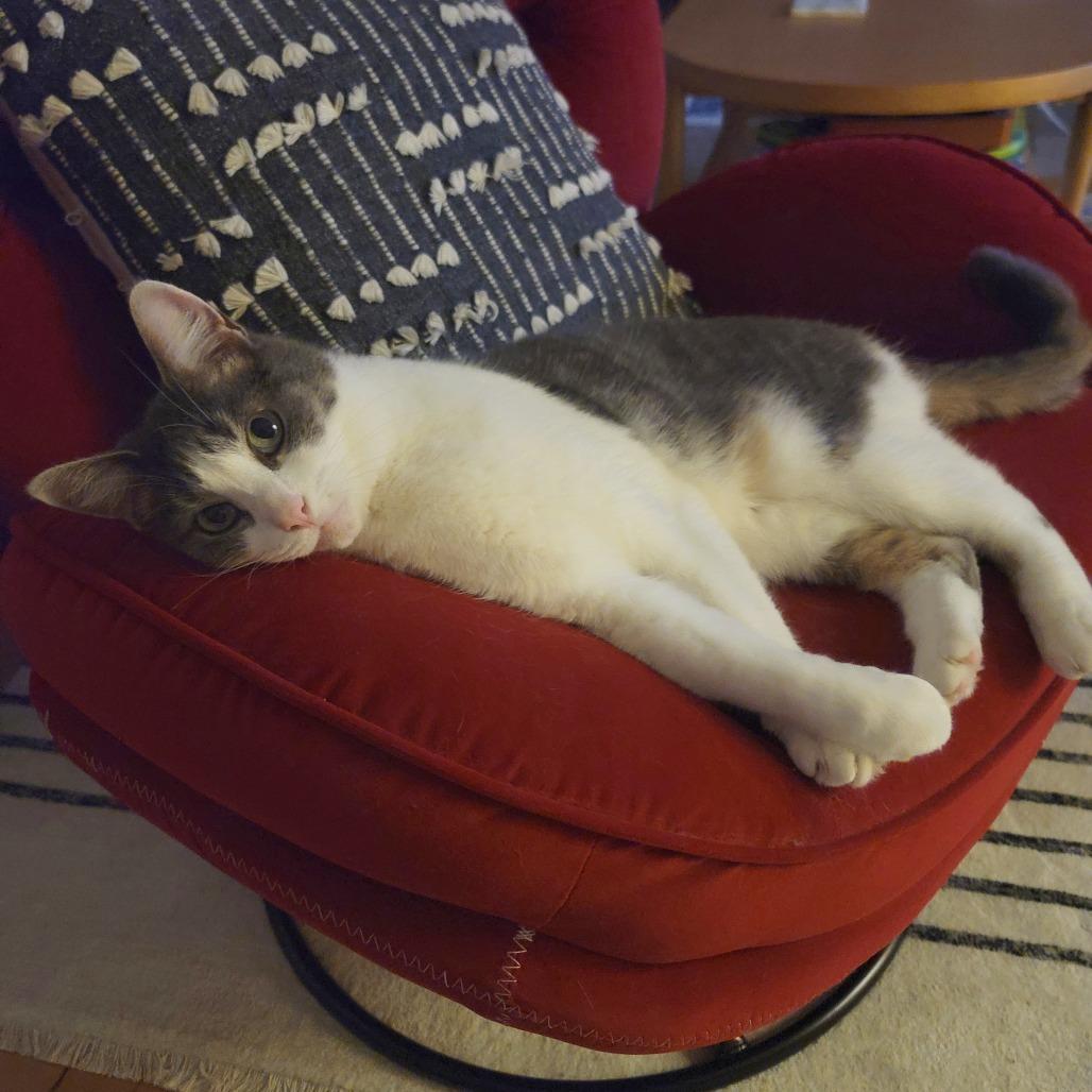 Enlarge Stephanie (16565), a Adoptable Domestic Short Hair in Washington, DC image 5/6