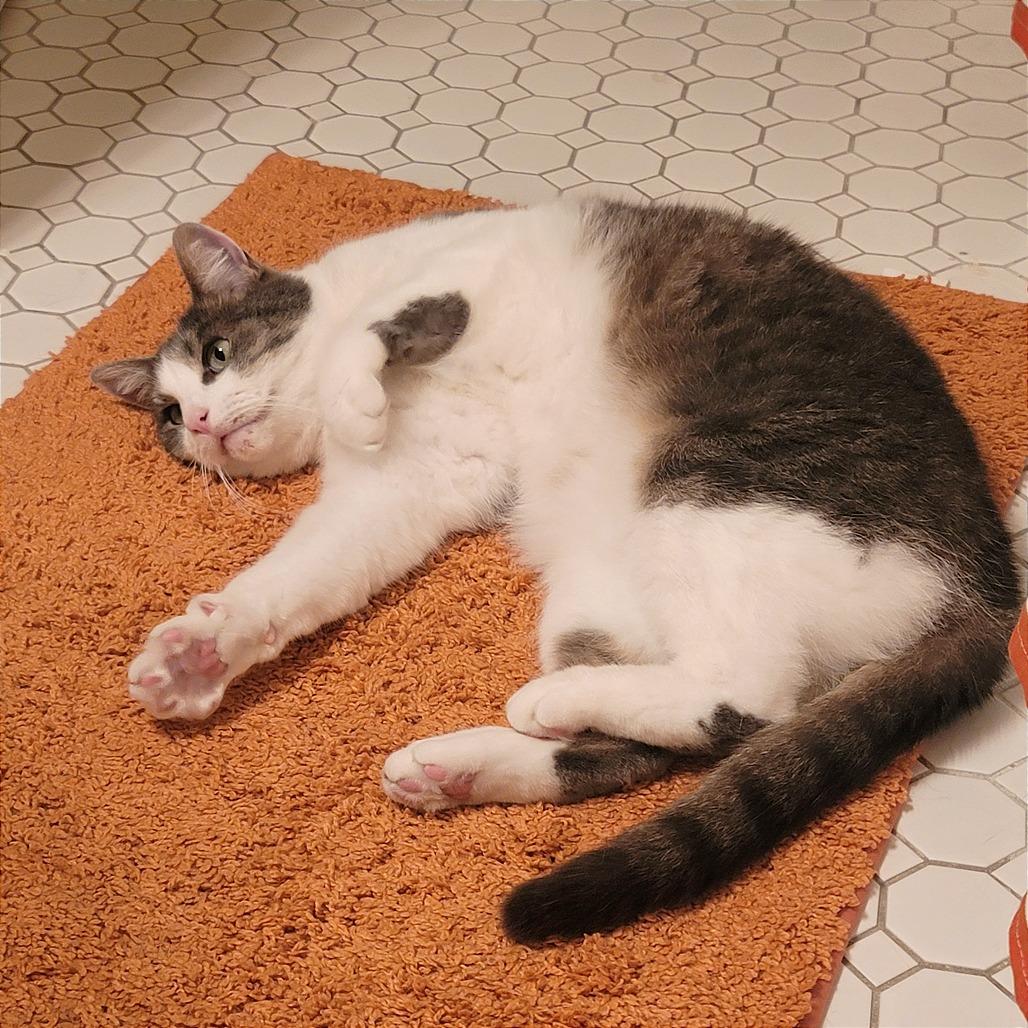 Enlarge Stephanie (16565), a Adoptable Domestic Short Hair in Washington, DC image 6/6