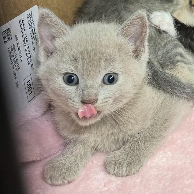 Enlarge Lila, a Adoptable Domestic Short Hair in Simi Valley, CA image 2/2