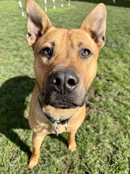 Enlarge Butch, a ADOPTABLE Mixed Breed in Roseburg, OR image 1/1