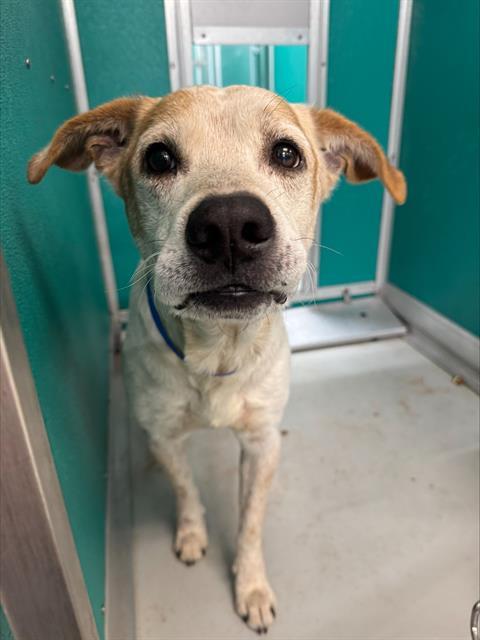 MICK, Adoptable, Adult Male Australian Cattle Dog / Blue Heeler & Mixed Breed.