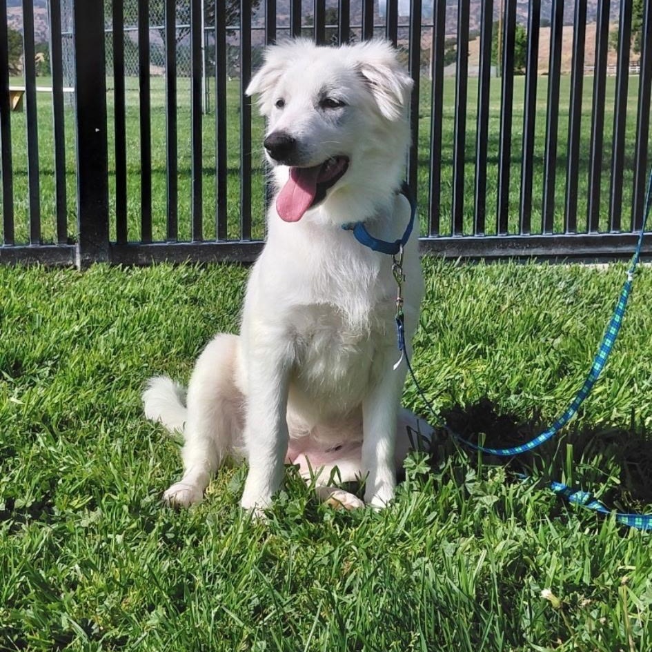 Guppy, a ADOPTABLE mixed breed in Oakland, CA image 3/3