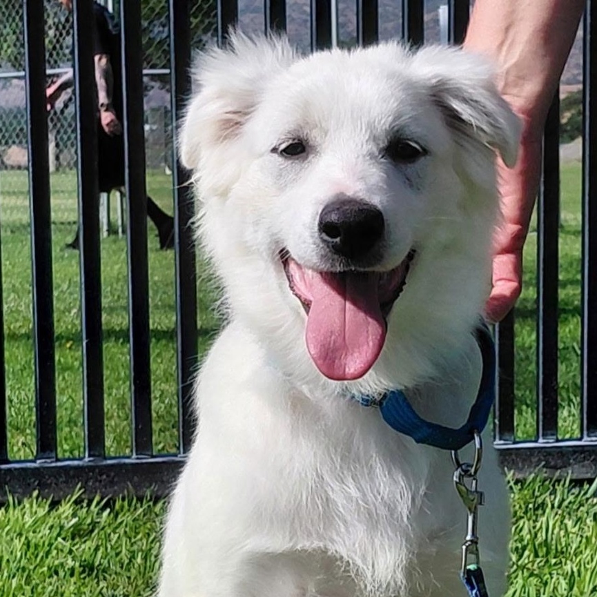 Guppy, a ADOPTABLE mixed breed in Oakland, CA image 1/3