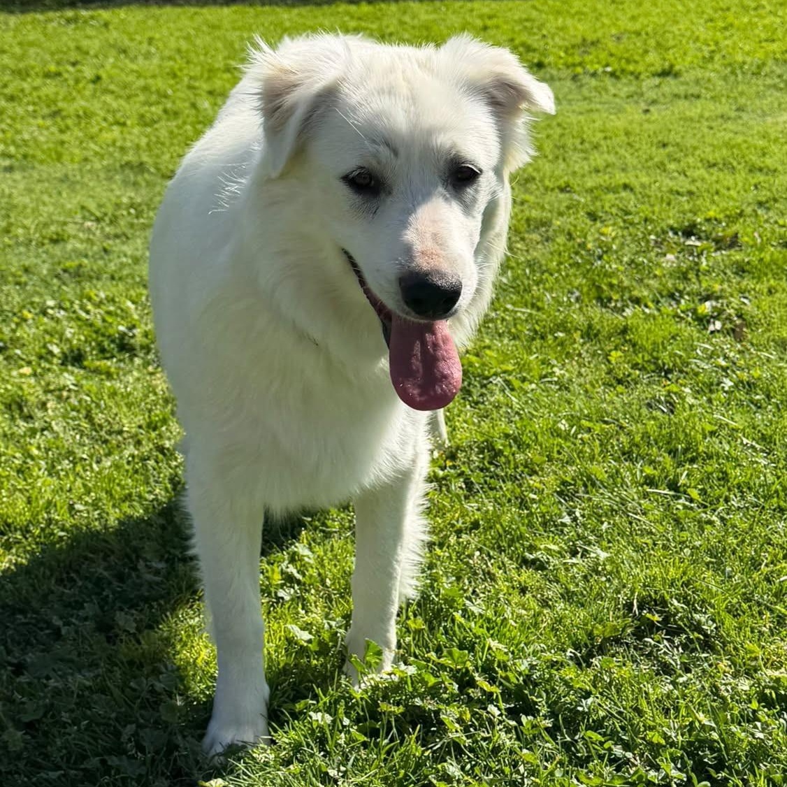 Enlarge Gracie, a Adoptable mixed breed in Oakland, CA image 2/4