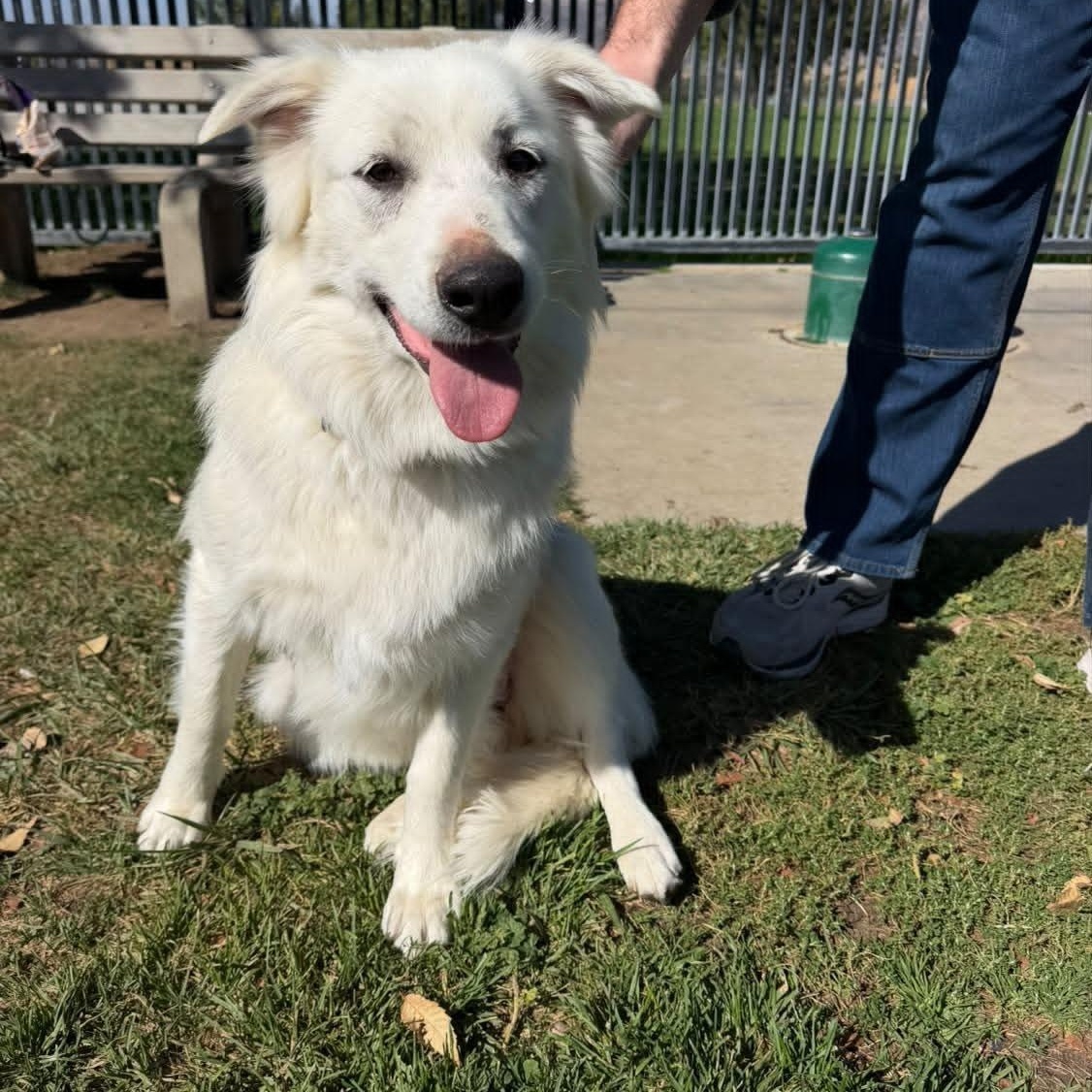 Enlarge Gracie, a Adoptable mixed breed in Oakland, CA image 4/4