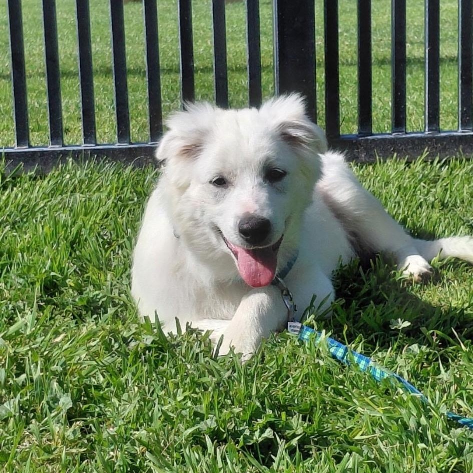 Guppy, a ADOPTABLE mixed breed in Oakland, CA image 2/3