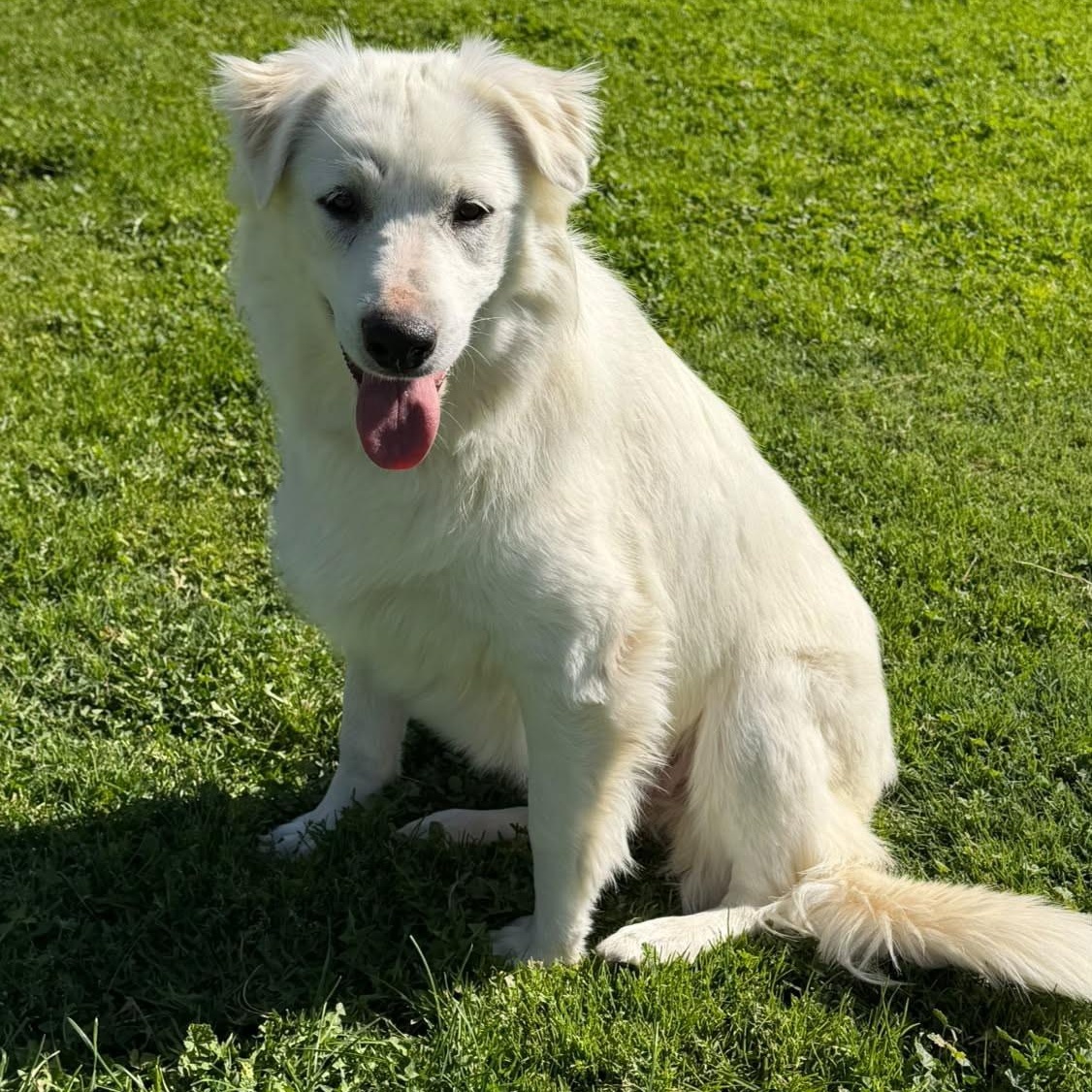 Enlarge Gracie, a Adoptable mixed breed in Oakland, CA image 1/4