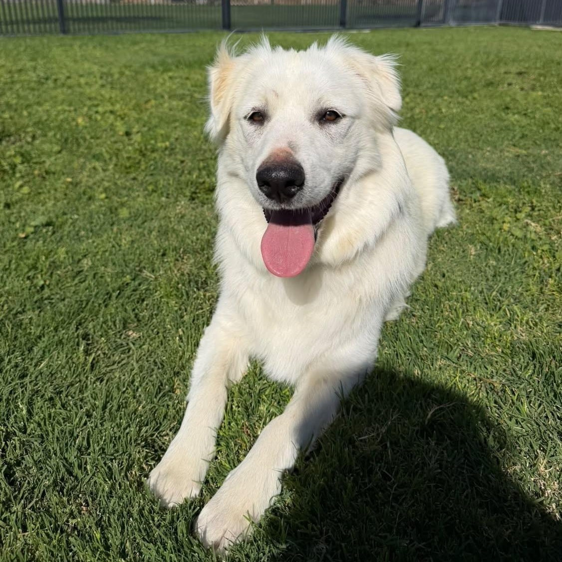 Enlarge Gracie, a Adoptable mixed breed in Oakland, CA image 3/4